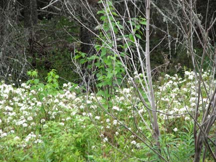 Labrador Tea